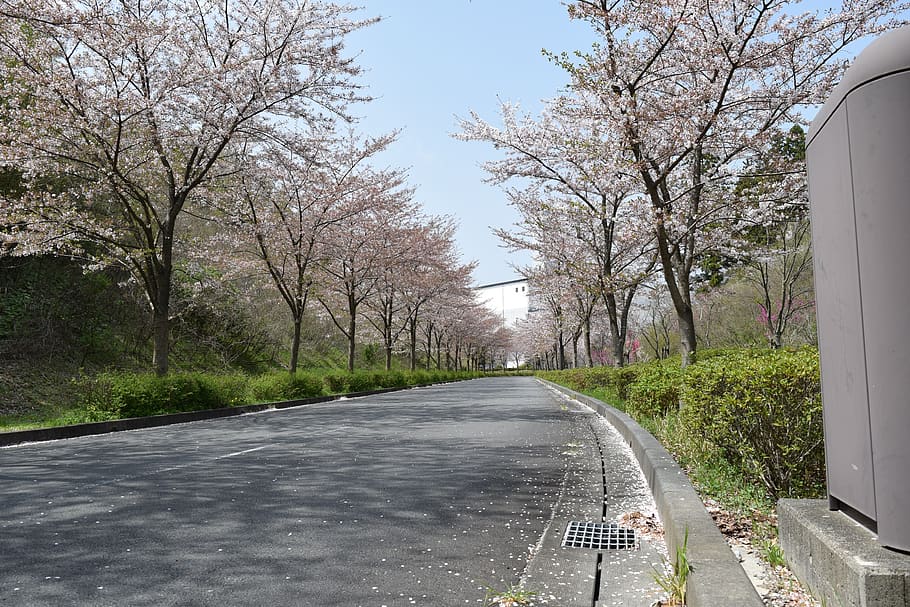 road, tree, nature, landscape, plant, the way forward, transportation HD wallpaper