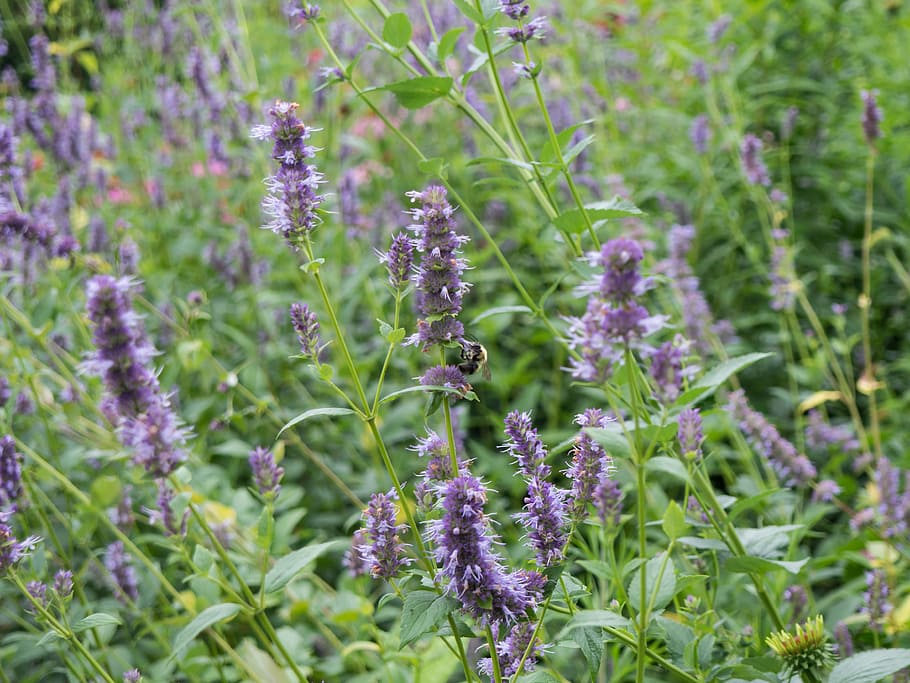Flowers with Bee, garden, green, pink, purple, Animals, Leaves HD wallpaper