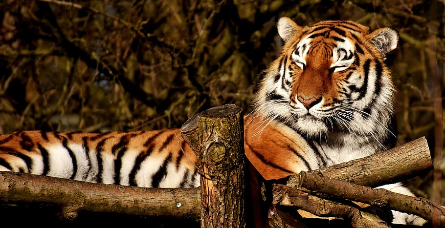 tiger on brown bark, cat, predator, wildcat, dangerous, big cat HD wallpaper
