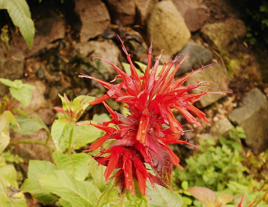 flower, red, blossom, bloom, nature, flora, mint, autumn, close HD wallpaper