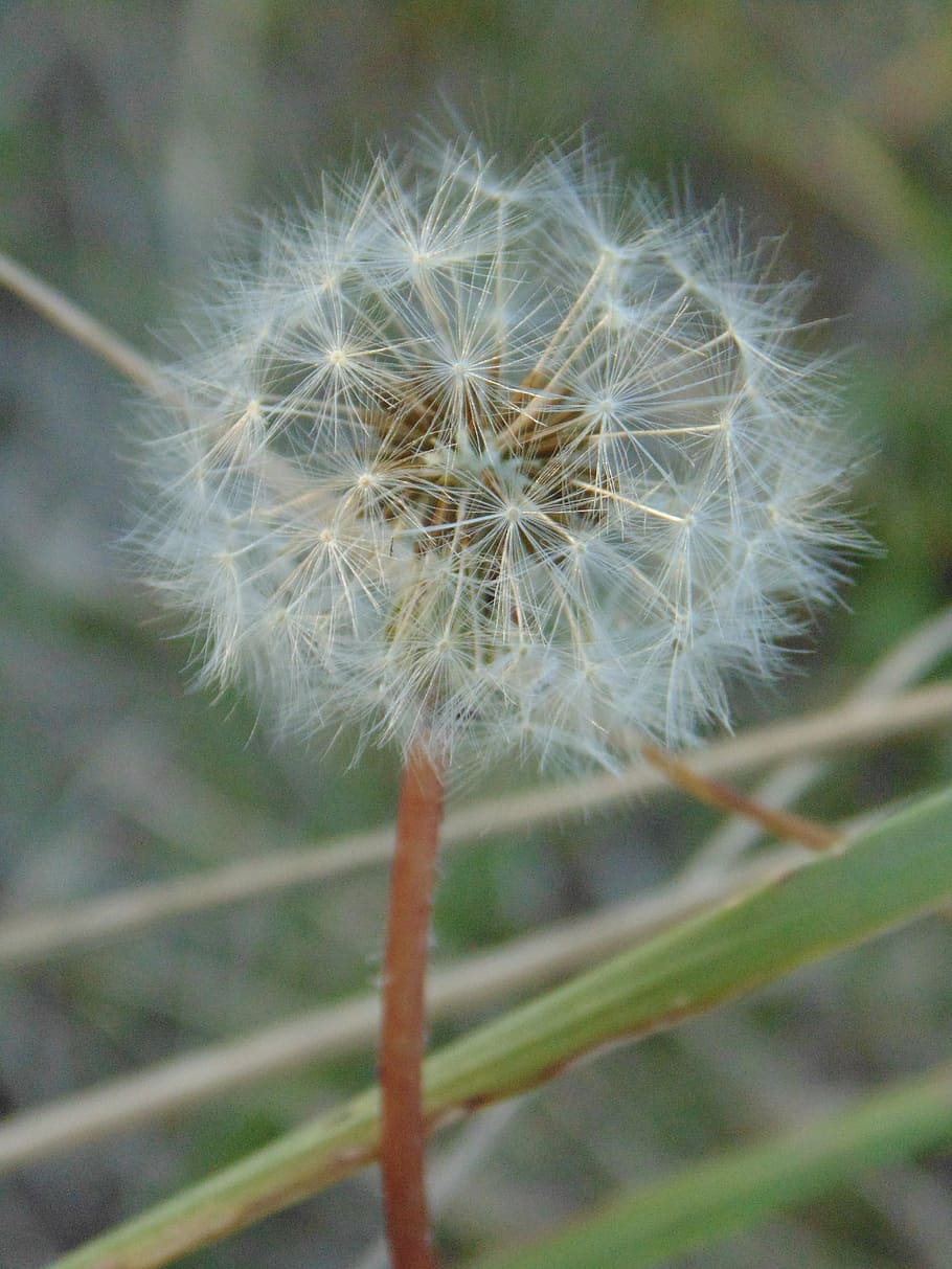 dandelion, grass, green, fragility, vulnerability, plant, close-up HD wallpaper