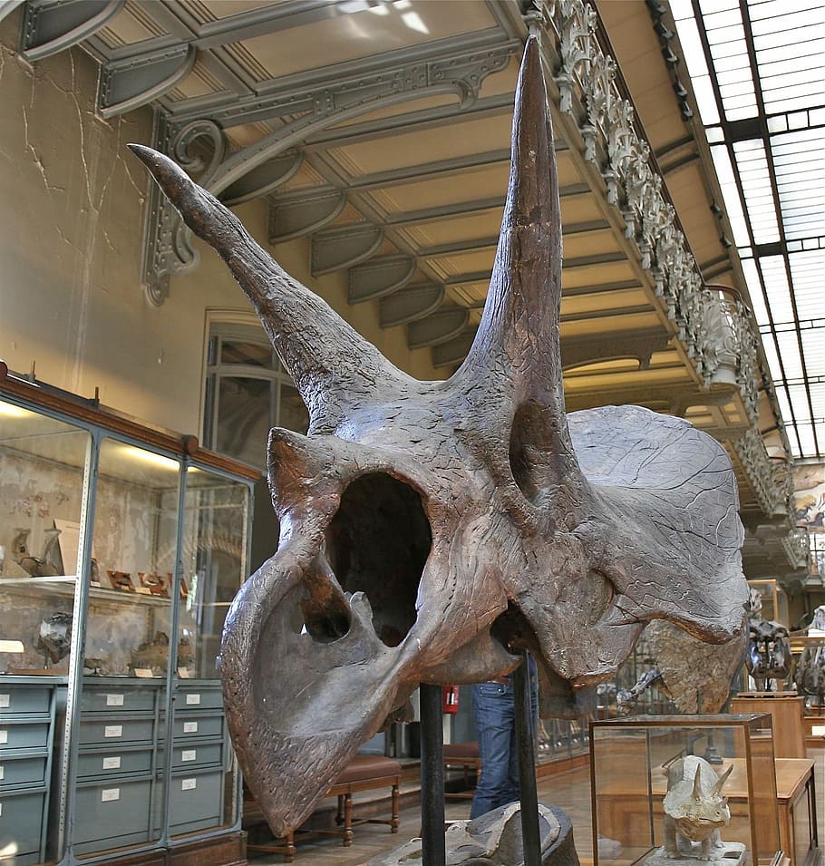 Skeleton, Dinosaur, Skull, animal body part, animal skull, taxidermy HD wallpaper