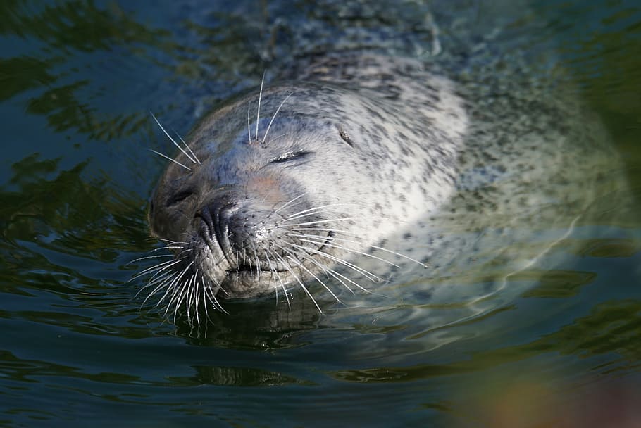 seal swimming on body of water, animals, predator, crawl, mammal HD wallpaper