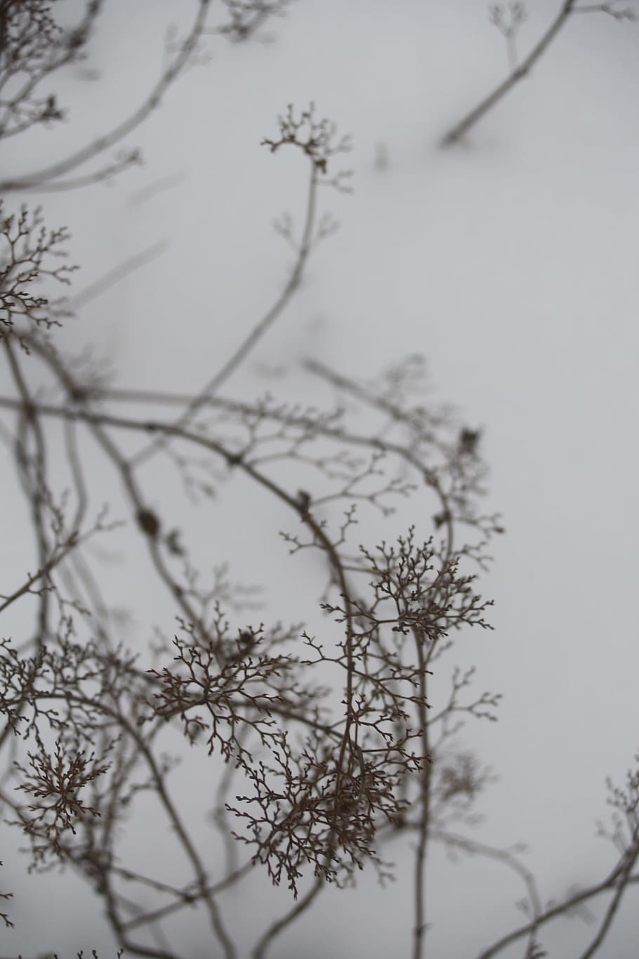 branch, snow, winter, white, nature, landscape, winter landscape HD wallpaper