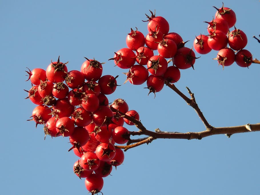 berries, fruits, red, tree, berry red, leather leaf weißdorn HD wallpaper