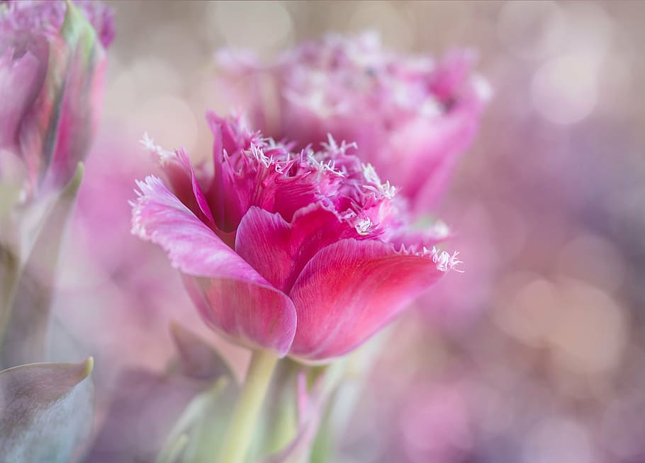 selective focus photography of pink petaled flower, tulips, breeding, HD wallpaper