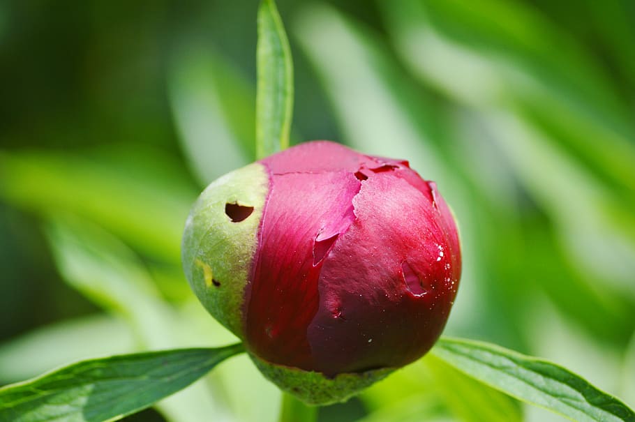 peony, flower, bud, peony bud, flower garden, red, blossom HD wallpaper