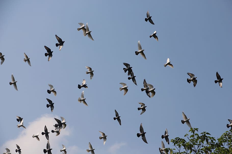 bird, blue, fly, flying, animals in the wild, group of animals HD wallpaper