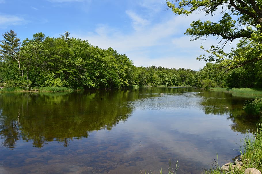 Red Cedar River, Stream, Pine Trees, landscape with river, fresh water HD wallpaper