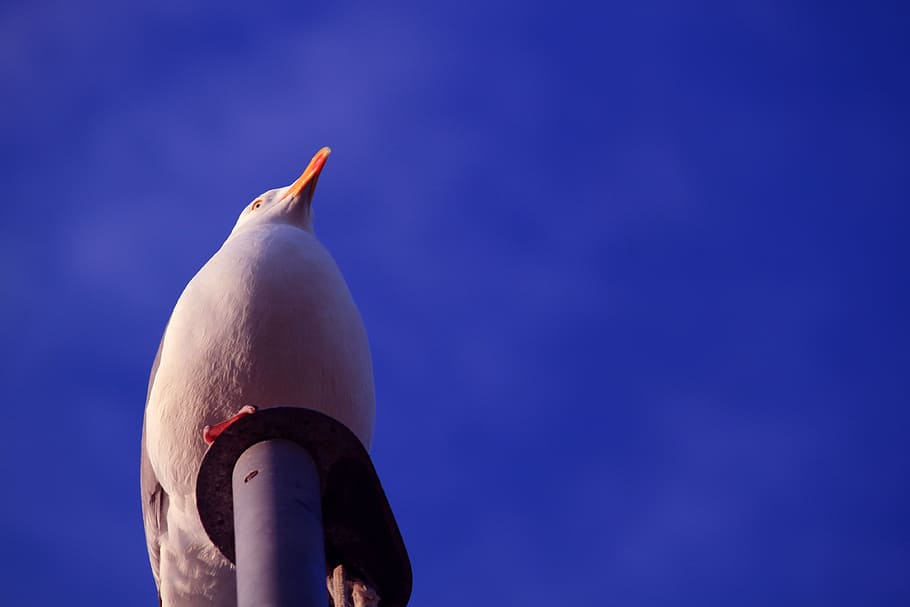 seagull, gulls, sky, holiday, bird, bill, spring, creature, HD wallpaper