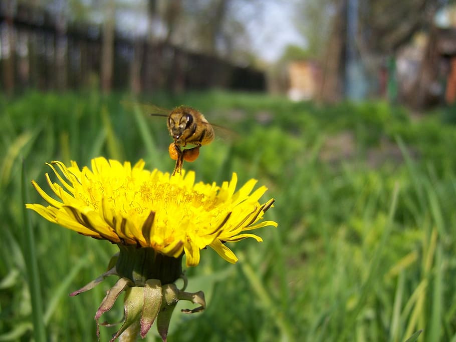 bee, dandelion, pollen, sontse, work, spring, season, insect HD wallpaper