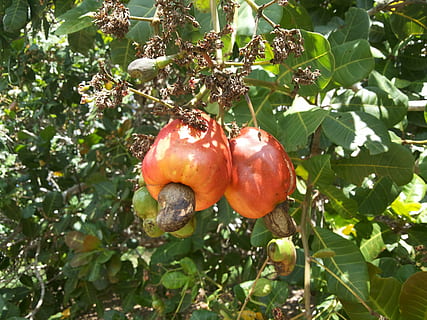 cashew nuts, fruit, cashew tree, food and drink, healthy eating HD wallpaper