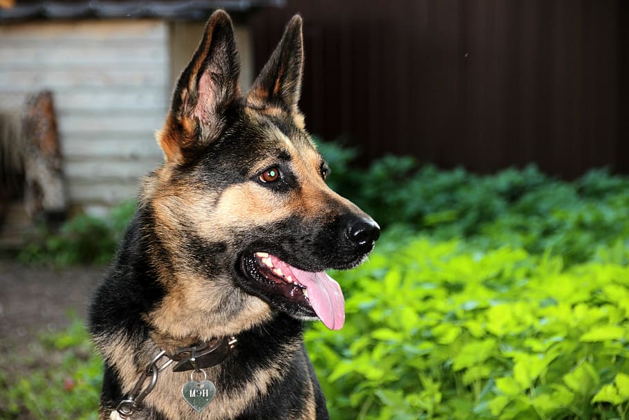 brown and black German Shepherd, portrait, pet, animal, pets HD wallpaper
