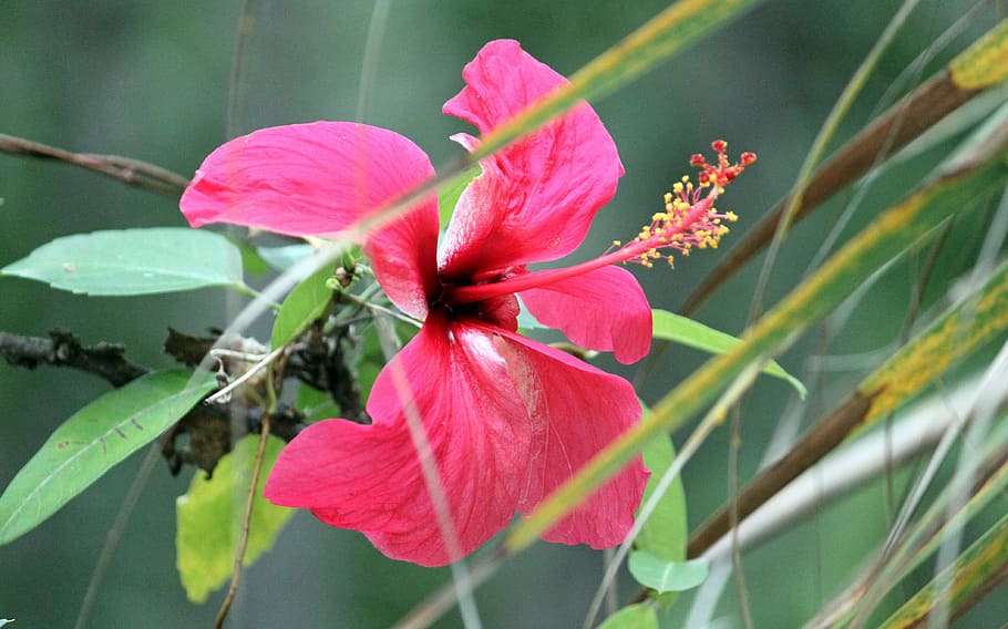 Flower, Blossom, Bloom, Close, Pink, red, pink color, growth HD wallpaper