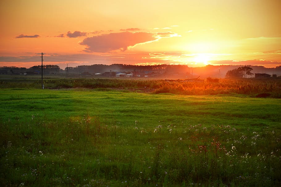 sunset, nature, grass, landscape, evening, sky, environment HD wallpaper