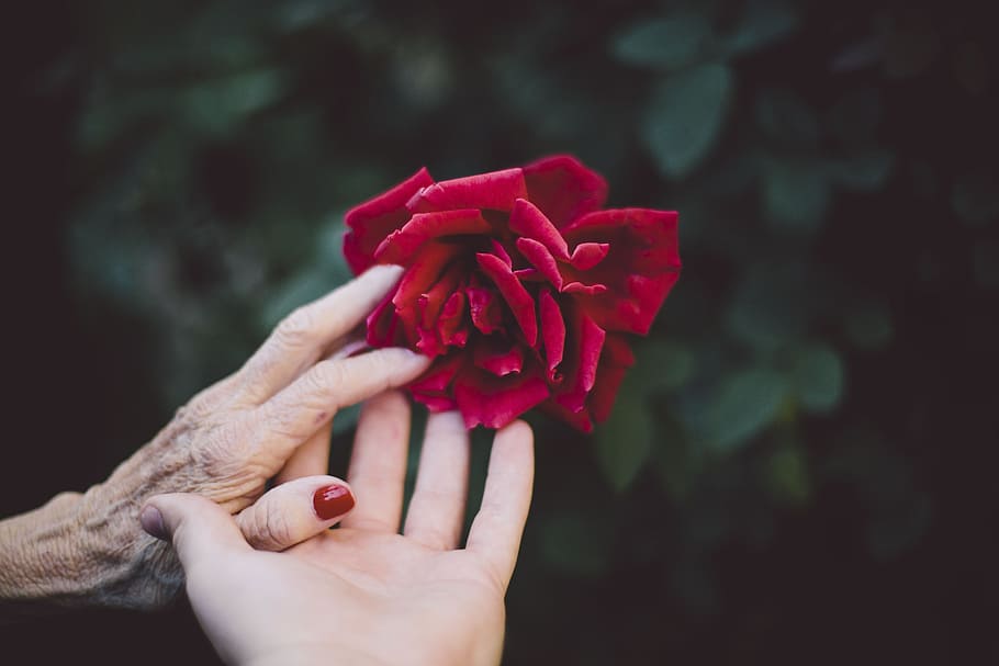 person holding red petaled flower, bloom, garden, plant, nature HD wallpaper