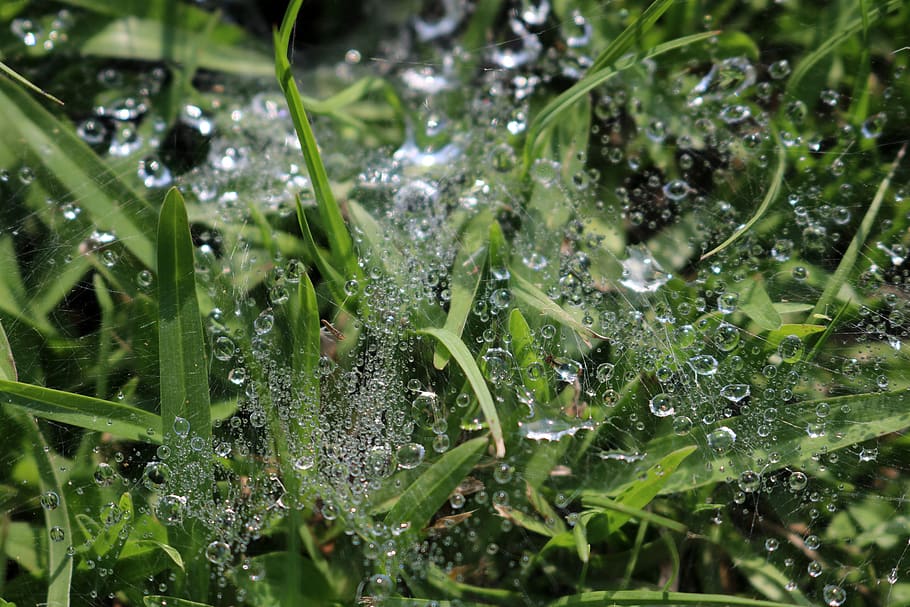nature, drop, dew, flora, leaf, spider web, water, wet, green color HD wallpaper
