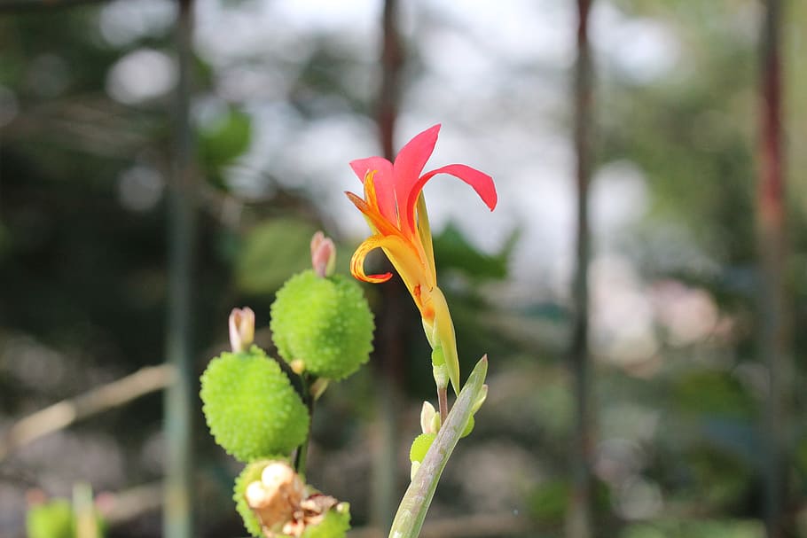 Cactus, Flower, Brazil, growth, focus on foreground, nature HD wallpaper