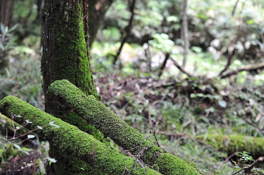 sunbeams, forest bathing, mt, plant, tree, growth, focus on foreground HD wallpaper