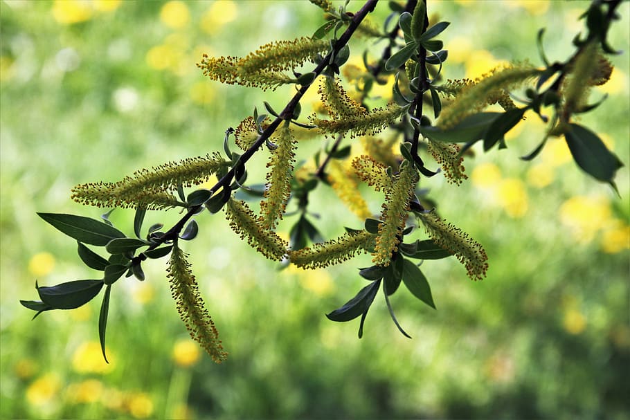 willow, spring, nature, plant, leaf, at the court of, branch HD wallpaper