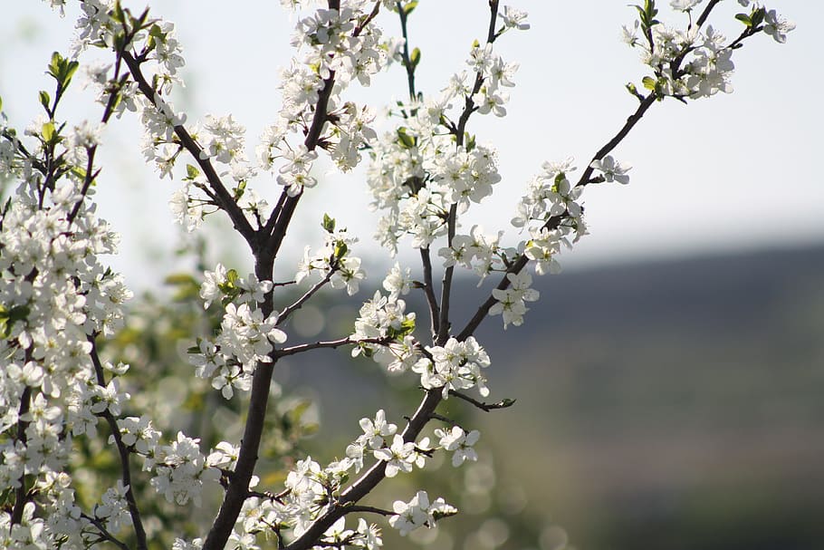 spring, white, bloom, nature, apple tree, leaves, living nature HD wallpaper