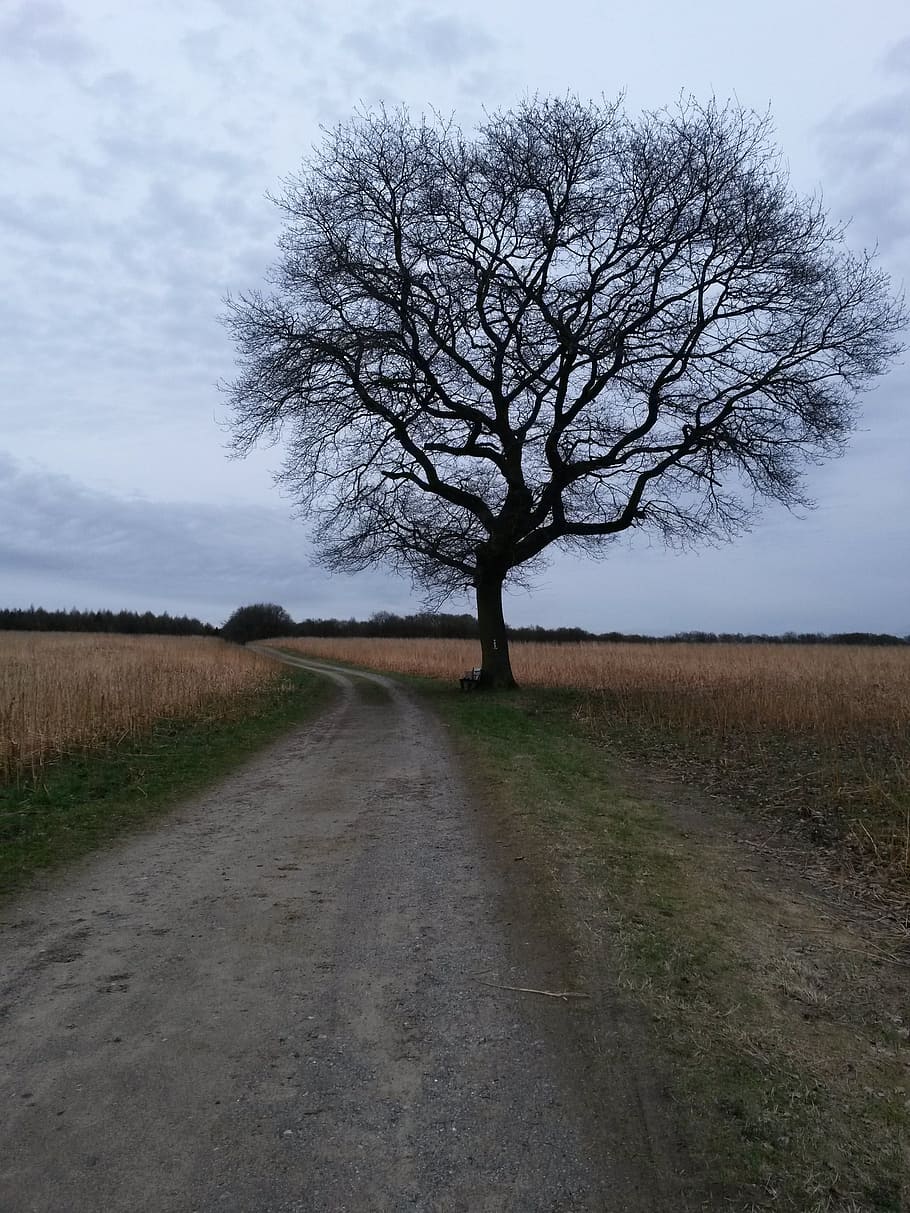 the tree, landscape, nature, sky, field, plant, direction, road HD wallpaper