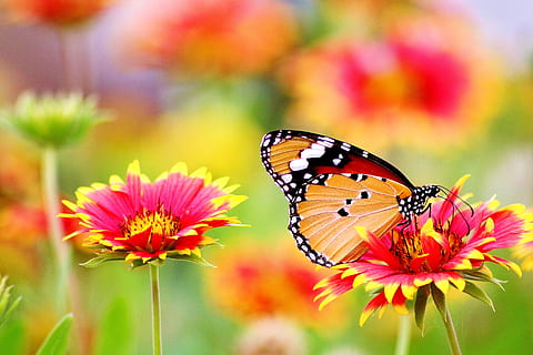 Monarch butterfly perched on pink-and-yellow petaled flower in closeup photo HD wallpaper