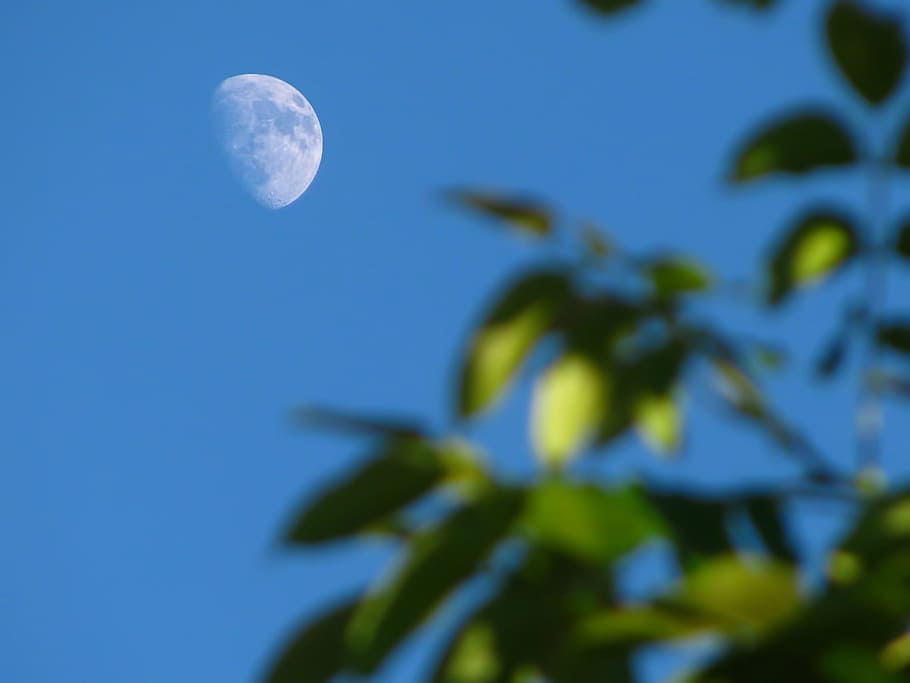 Half Moon, Sky, Blue Sky, Tree, bough, colors, green, spring HD wallpaper