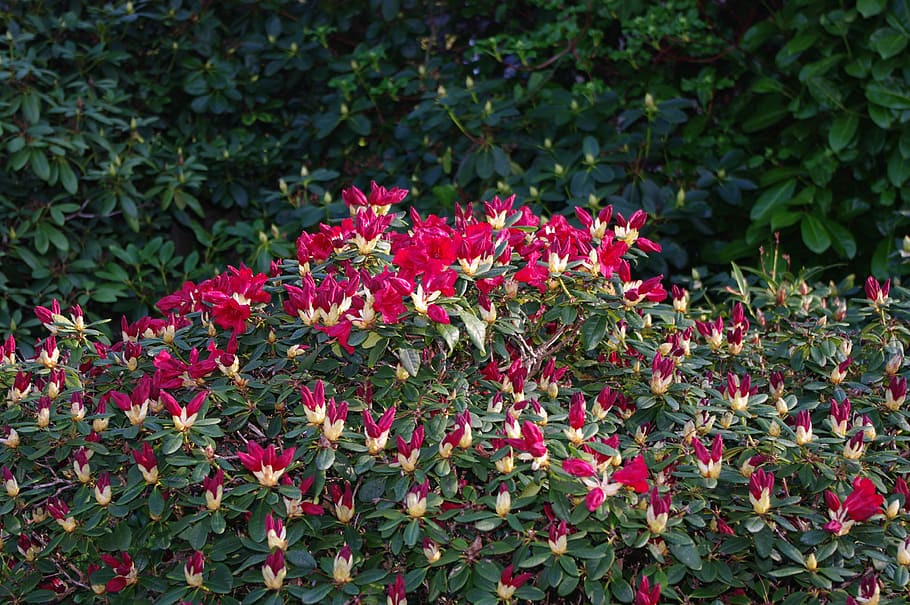 Blossom, Bloom, Spring, Nature, Hibiscus, flower, plant, bush HD wallpaper
