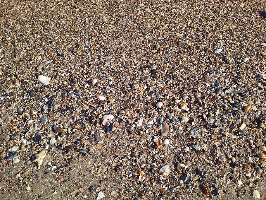 Shells, Sea, Vacation, Ocean, Nature, pebble, backgrounds, large group of animals HD wallpaper