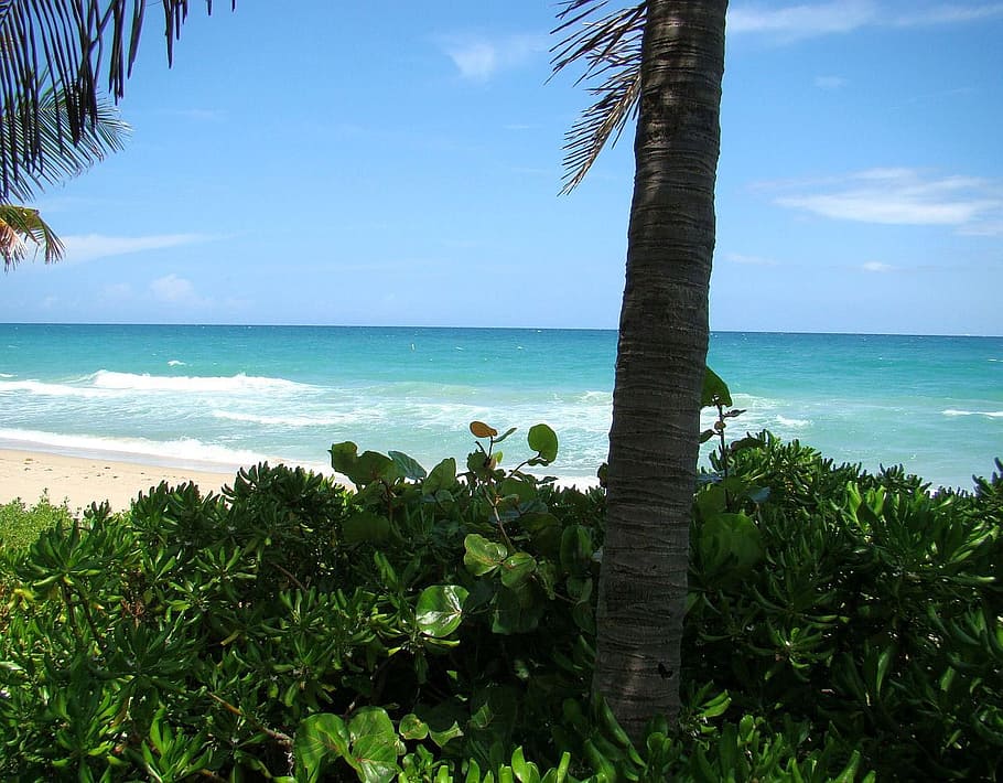 Beach, Palm, Tree, Tree, Leaf, Water, Ocean, wave, breeze, sun HD wallpaper