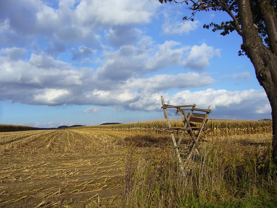 cornfield, harvested, agriculture, fields, sky, cloud - sky HD wallpaper