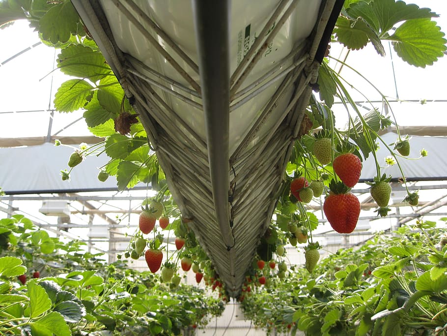 greenhouse, strawberries, fruit, agriculture, plant, nature HD wallpaper