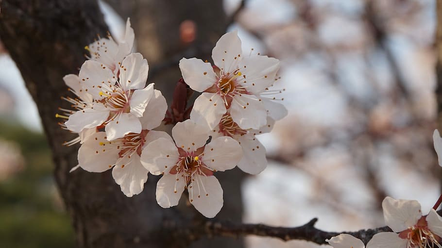 Cherry Blossom, Flowers, Spring, fragility, springtime, close-up HD wallpaper