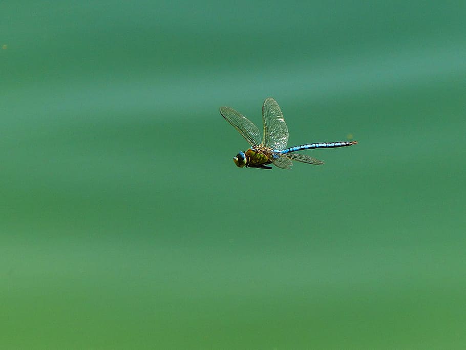 dragonfly, insect, wing, flight insect, close, lake, whopper HD wallpaper