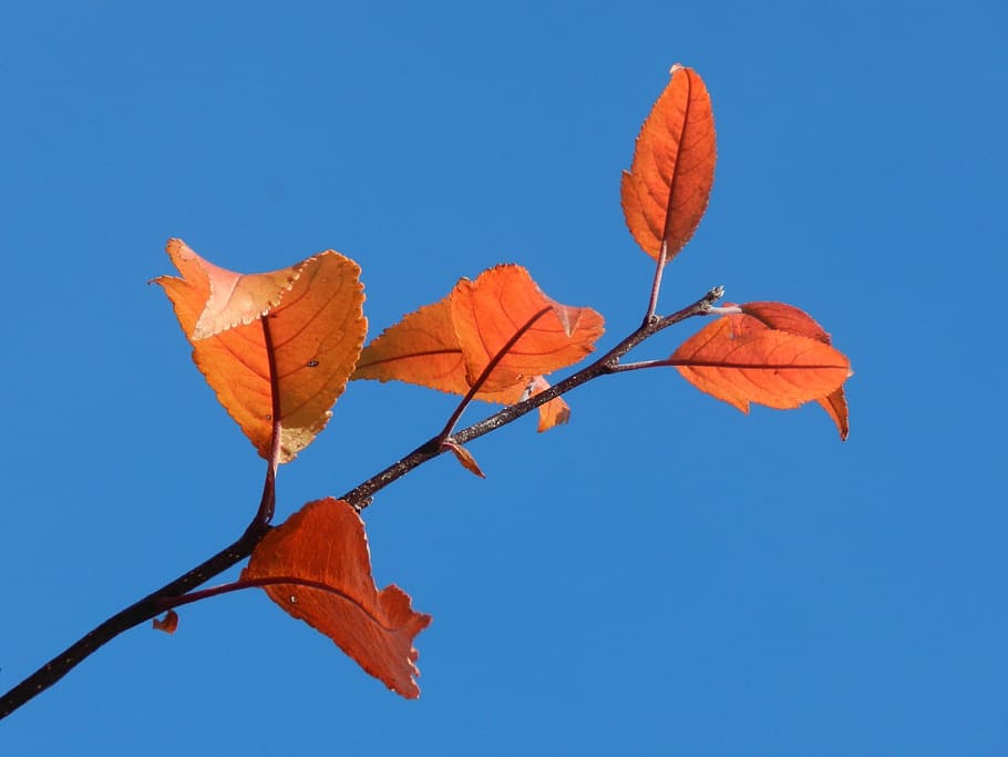 Single, Branch, Nature, Leaf, autumn, tree, season, yellow HD wallpaper
