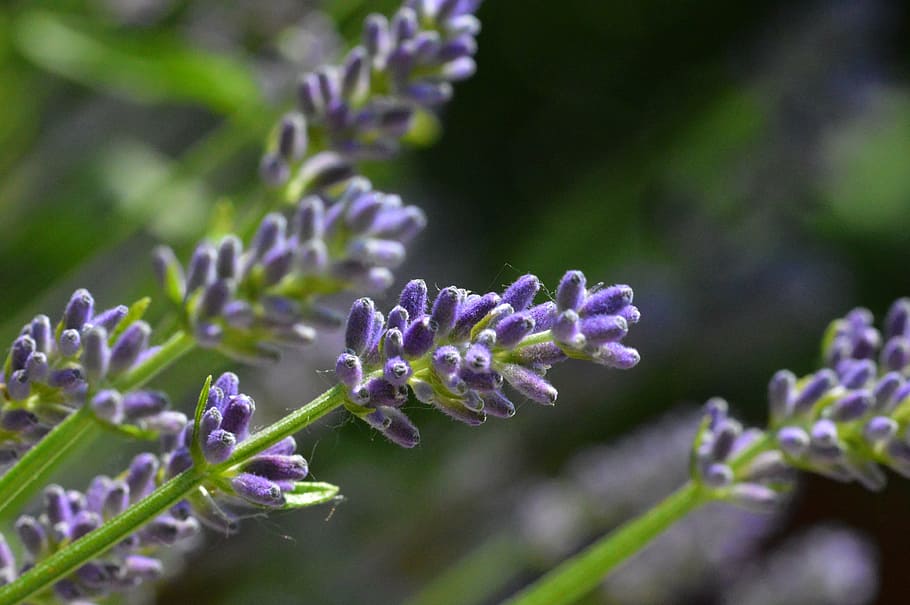 lavender, flower, purple, summer, flowering plant, freshness HD wallpaper