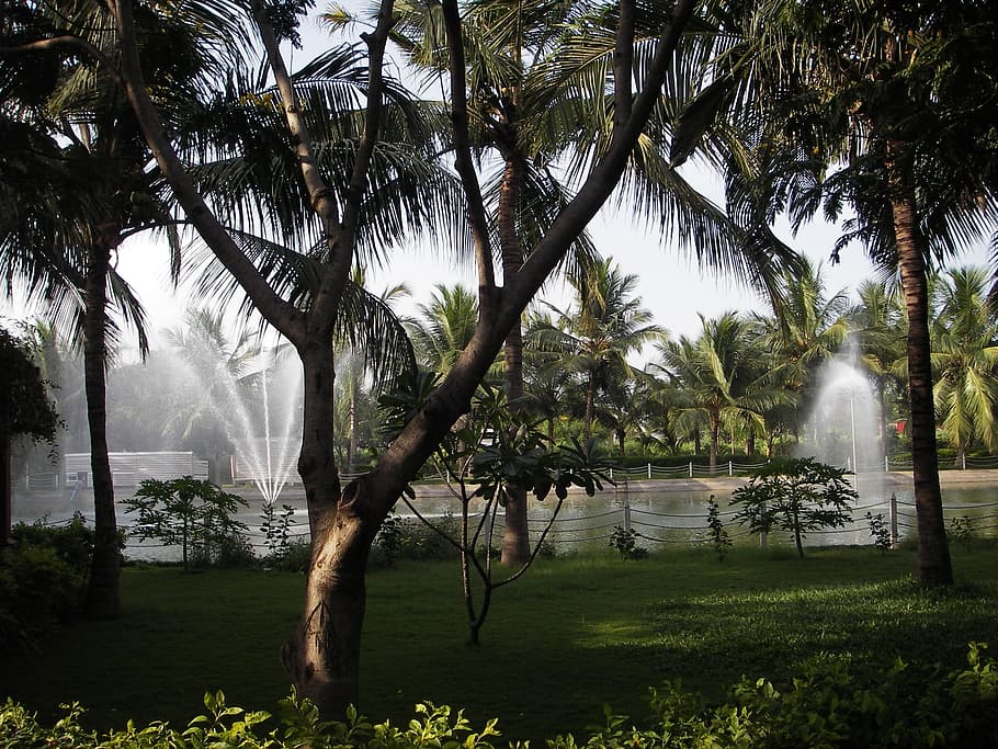 palm trees, fountain, fountains, resort, hotel, tropical, spa, HD wallpaper