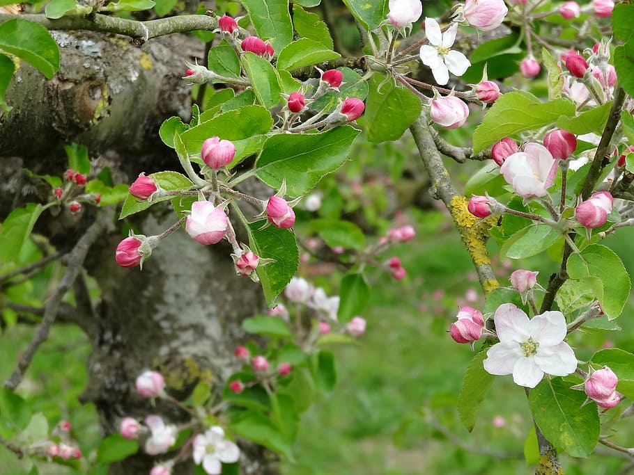 blossom, flower, spring, fruit, nature, landscape, plant, flowering plant HD wallpaper