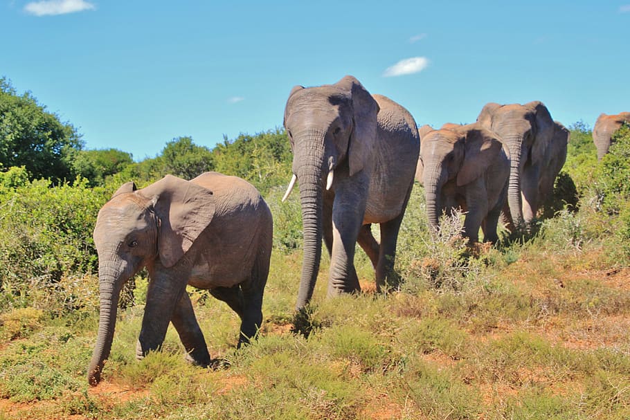 wildlife photo of four elephants, african bush elephant, flock