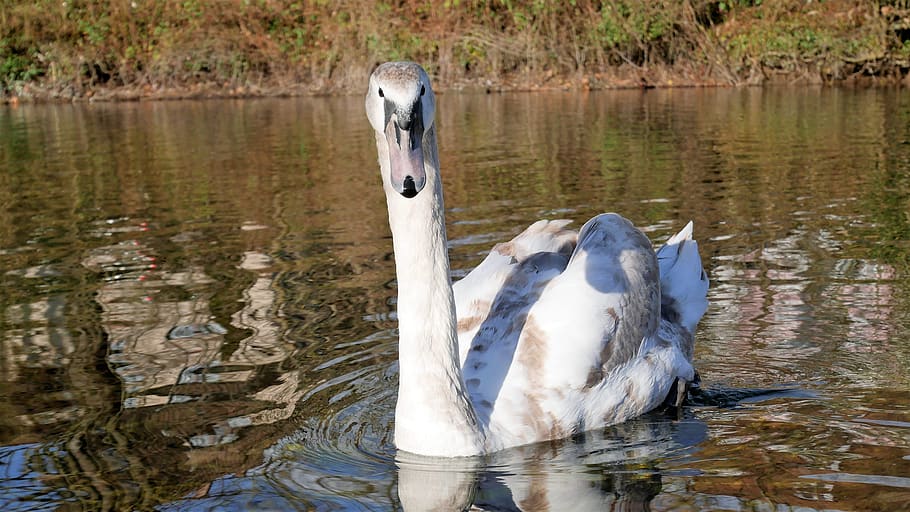 waters, nature, lake, animals in the wild, animal themes, animal wildlife HD wallpaper