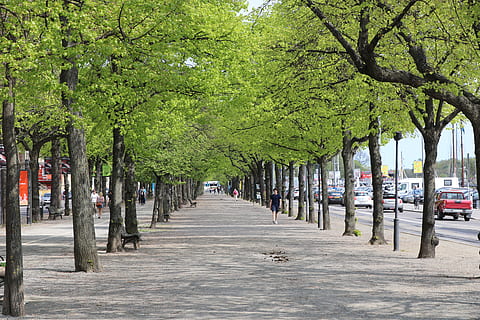 Tree, Way, Roadside, Spring, roadside trees, street, outdoors HD wallpaper