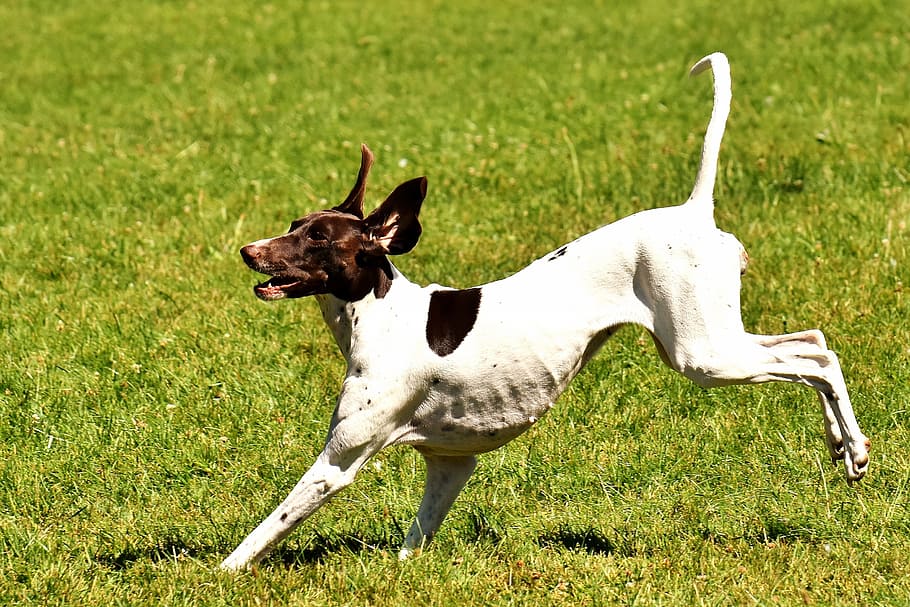 Dog, Play, Meadow, Left Out, Race, animal, one animal, grass HD wallpaper