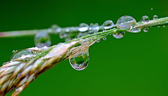 closeup photography of wheat with water dew, raindrop, drip HD wallpaper