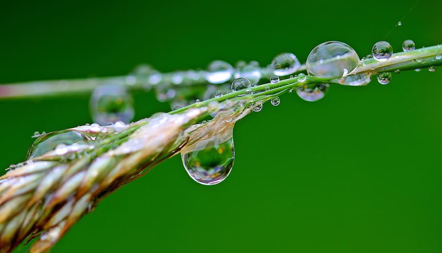 closeup photography of wheat with water dew, raindrop, drip HD wallpaper