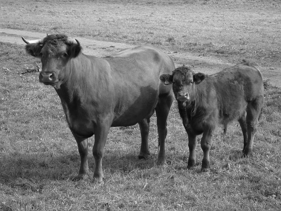 cows, bull, ruminant, cattle, livestock, mammal, animal themes HD wallpaper