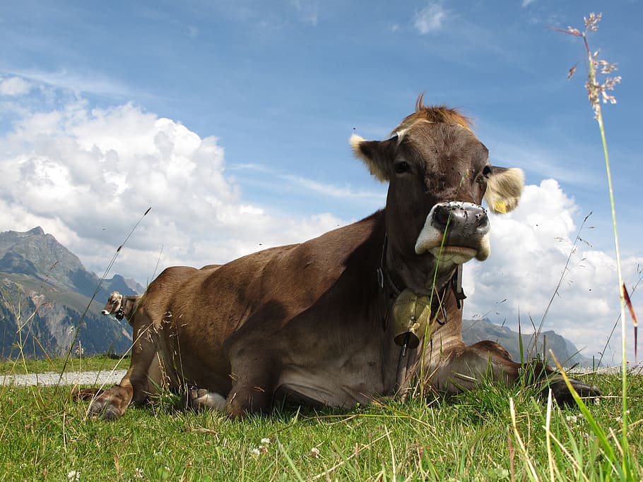 brown cow on green grass field, austria, mountains, graze, dairy cows HD wallpaper