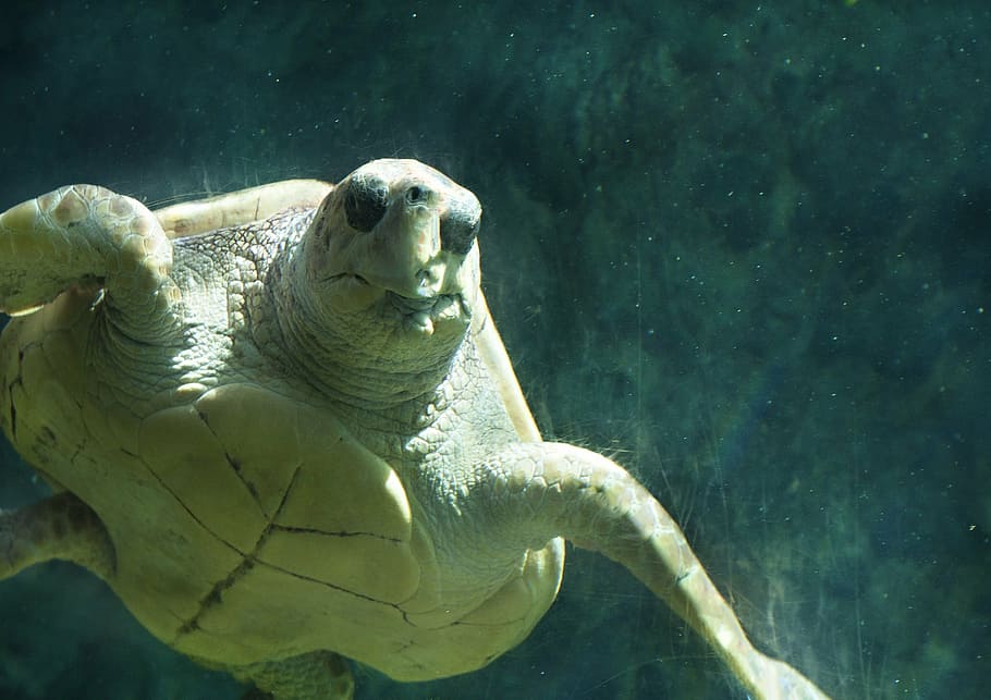 sea, turtle, ocean, underwater, aquarium, fauna, reptile, panzer HD wallpaper