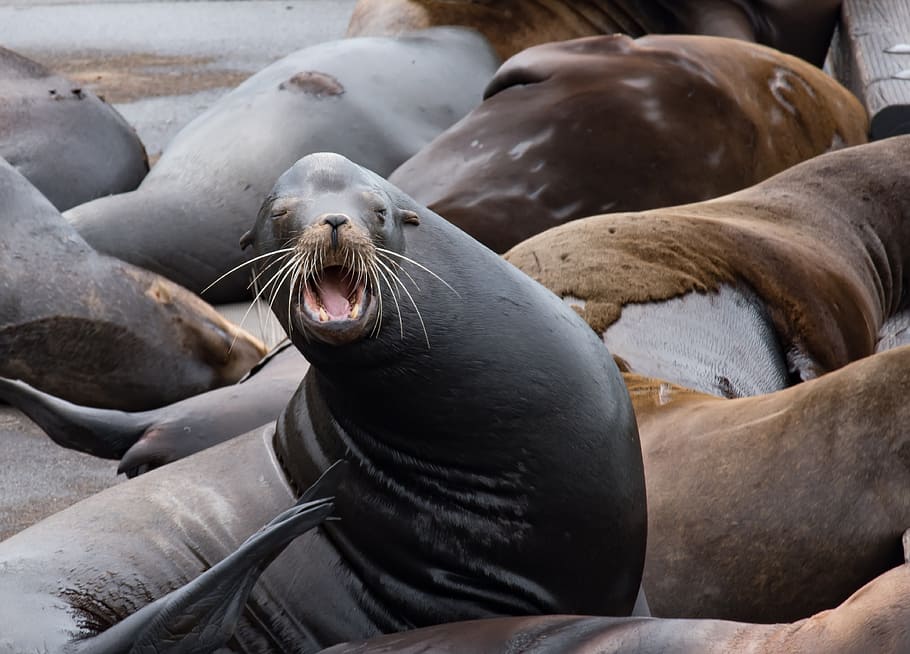 Sea Lion, Astoria Oregon, Northwest, mammal, wild, animal, dock, HD wallpaper