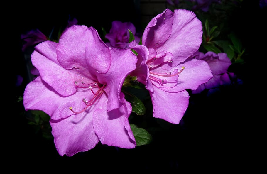 azalea, mauve, flower, flowering plant, petal, beauty in nature HD wallpaper